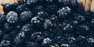 Fresh Blackberries