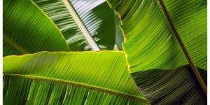 Banana Leaves