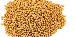 Yellow Mustard Seeds