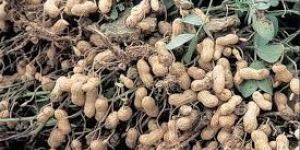 Groundnut