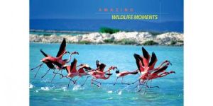 NOTEBOOK SINGLE LINE 19 X 15.5 CM CLASSMATE