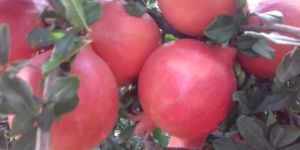 Fresh Organic Pomegranate