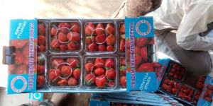 Fresh Organic Strawberry