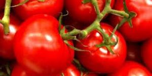 Fresh Organic Tomato