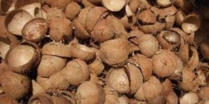 Coconut Shell