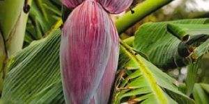 Fresh Banana Flower