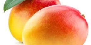Fresh Mango