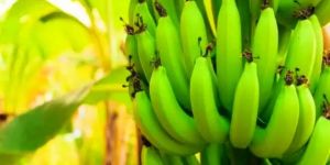 Green Cavendish Banana