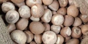 Betel Nuts