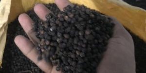 Black Pepper