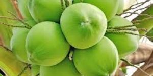 Organic Tender Coconut