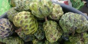 Custard Apple