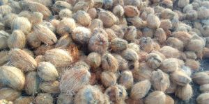 Fully Husked Coconut