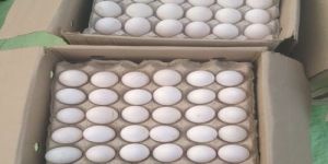Duck Eggs