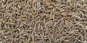 Organic Cumin Seeds