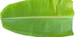 Fresh Banana Leaves