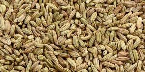 Fennel Seeds