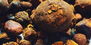 Cow Gallstone