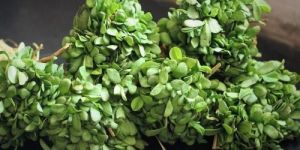 Fresh Fenugreek Leaves