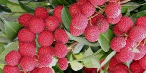 Fresh Litchi