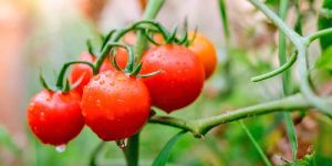 Fresh Organic Tomato