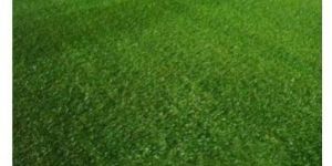 Artificial Lawn Carpet
