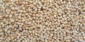 Sesame Seeds