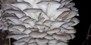 Fresh Oyster Mushroom