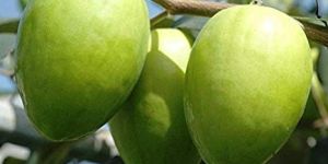 Apple Ber Plants