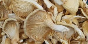 Dry Oyster Mushroom