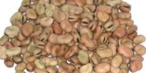 Horse Beans