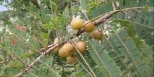 Fresh Amla
