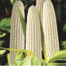 Hybrid White Maize 8000