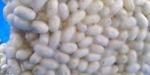 Silkworm Cocoons