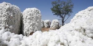 DCH-32 Cotton Fibres