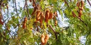 Tamarind