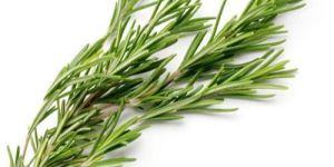 Rosemary Leaf