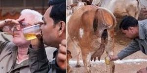 Gir Cow Urine