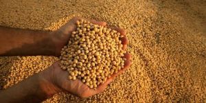 GMO Soybean Seeds