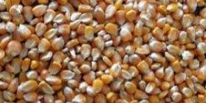 Maize Animal Feed