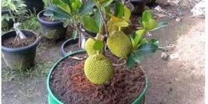 Jackfruit Plant