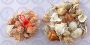 Seashell Net Bag