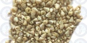 Tiny Pearls Shell Shine Sea Shell