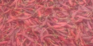 Red Chili