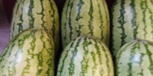 Fresh Watermelon