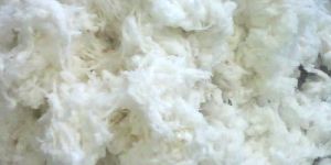 Absorbent Bleached Cotton