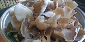 Fresh Oyster Mushroom