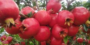 Fresh Pomegranate