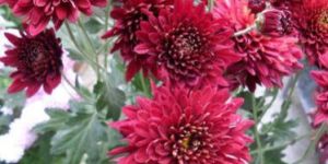 Chrysanthemum Red Plant