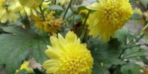 Chrysanthemum Yellow Plant